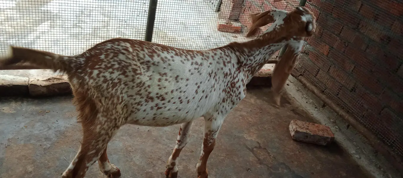 Mashallah makhi china breeder bacha — photo 5