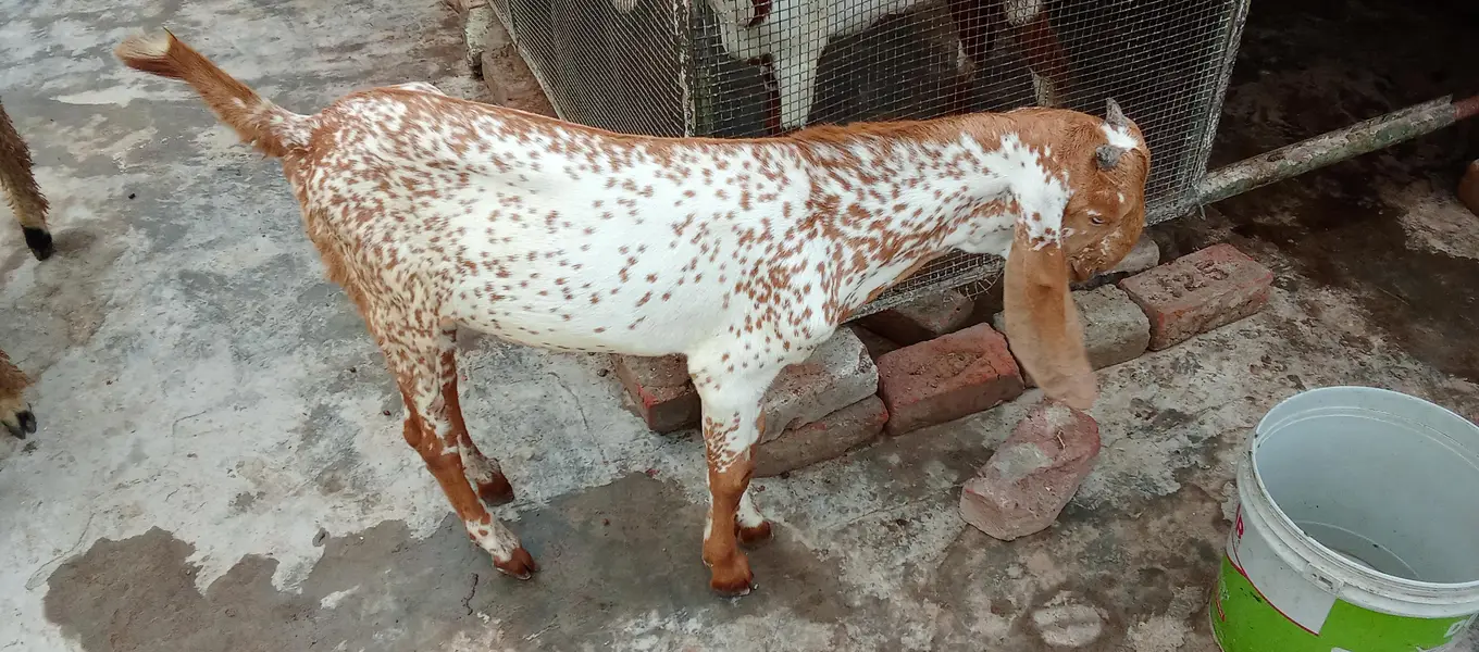 Mashallah makhi china breeder bacha — photo 6