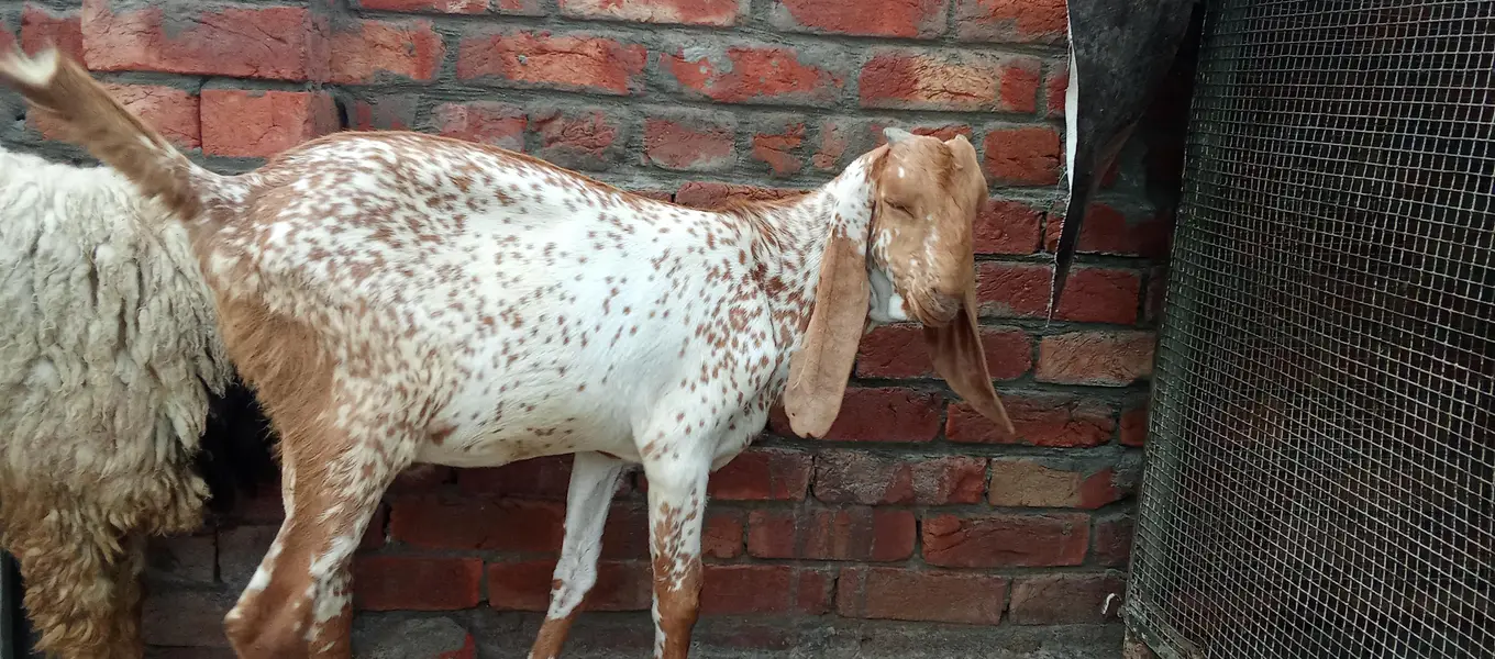 Mashallah makhi china breeder bacha — photo 7