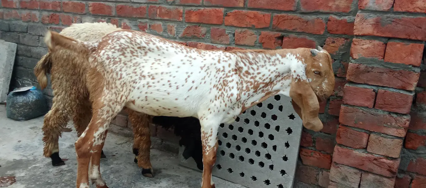 Mashallah makhi china breeder bacha — photo 8