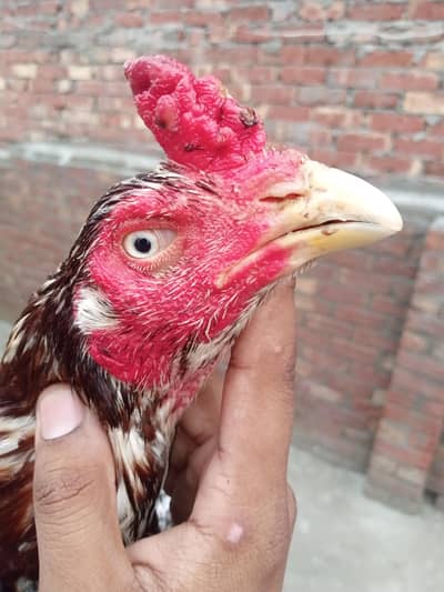 Pure Rampuri×Lasani aseel murga/patha