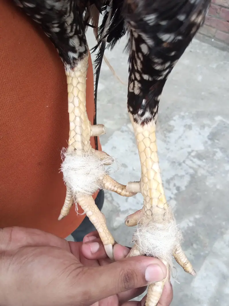 Pure Rampuri×Lasani aseel murga/patha — photo 3