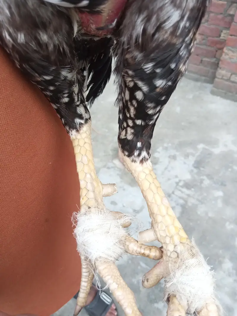 Pure Rampuri×Lasani aseel murga/patha — photo 4
