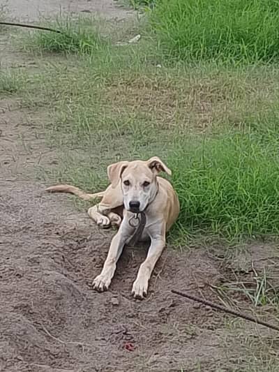 Dog for Sale Rs 20000