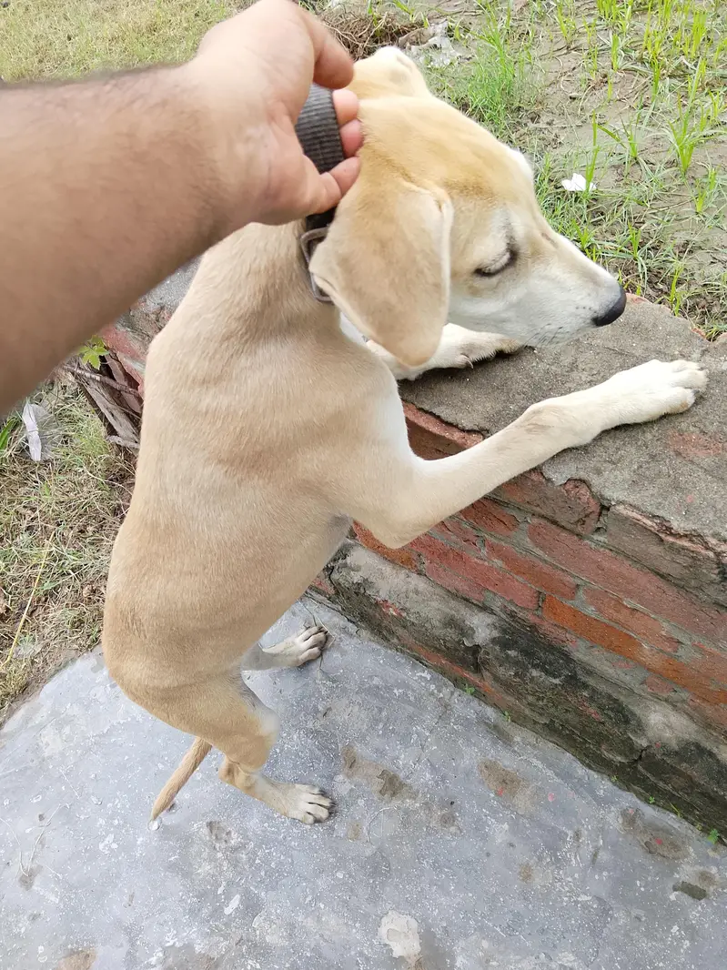 Dog for Sale Rs 20000 — photo 2