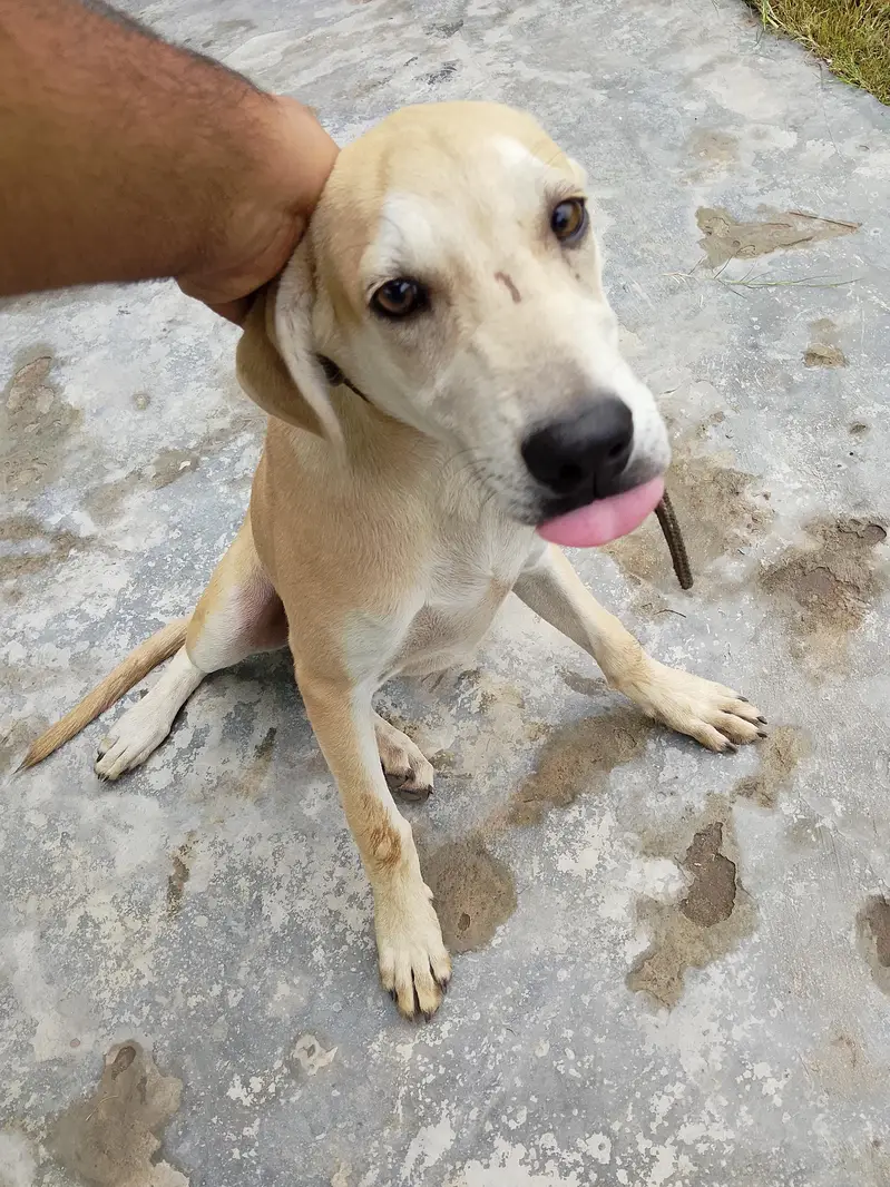 Dog for Sale Rs 20000 — photo 3