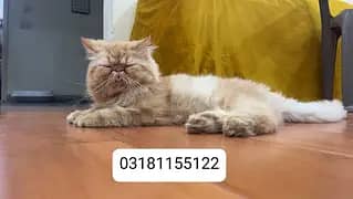 persion peki female available for sale