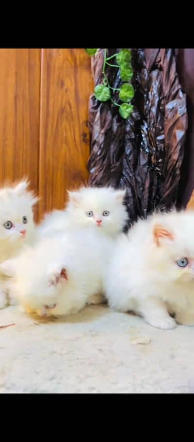 Persian cat for sale male or female03/0/79/33/09/44 my WhatsApp number