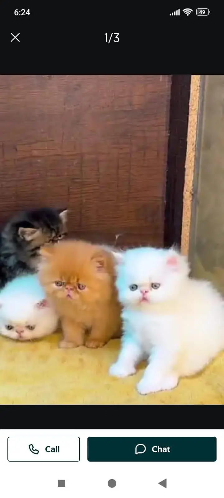 Persian cat for sale male or female03/0/79/33/09/44 my WhatsApp number — photo 2