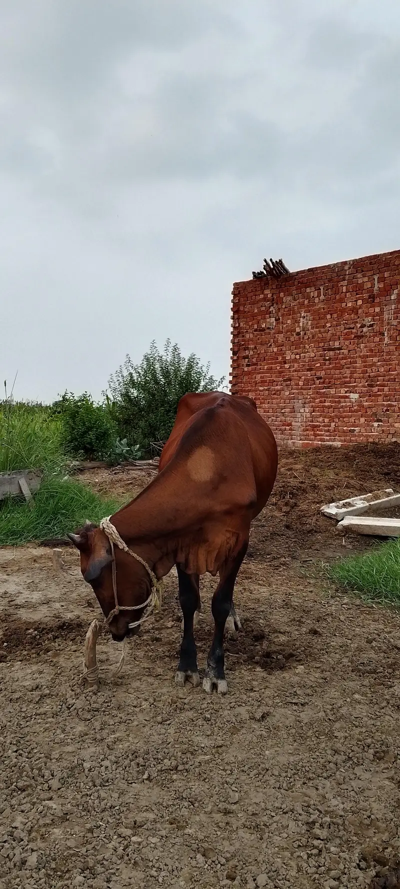 2 pehln veri 1 cros hay dosre nhi — photo 2