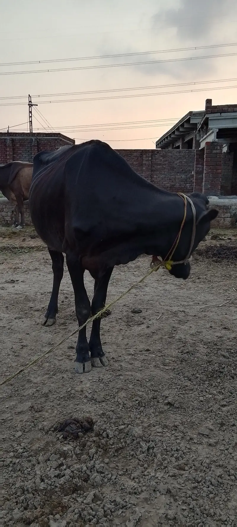 2 pehln veri 1 cros hay dosre nhi — photo 4