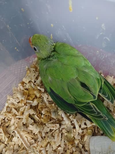 ringneck chicks