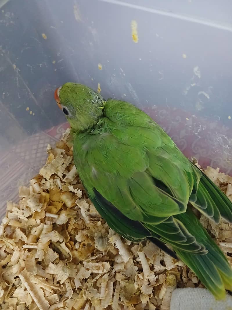 ringneck chicks 1