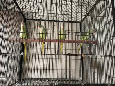 Raw breeder Female