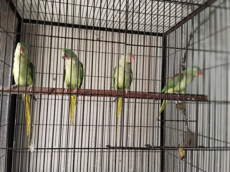 Raw breeder Female — photo 2