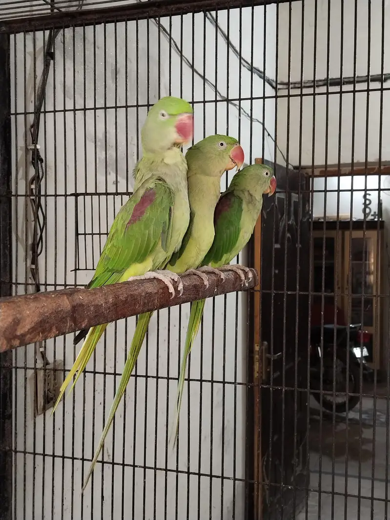 Raw breeder Female — photo 3