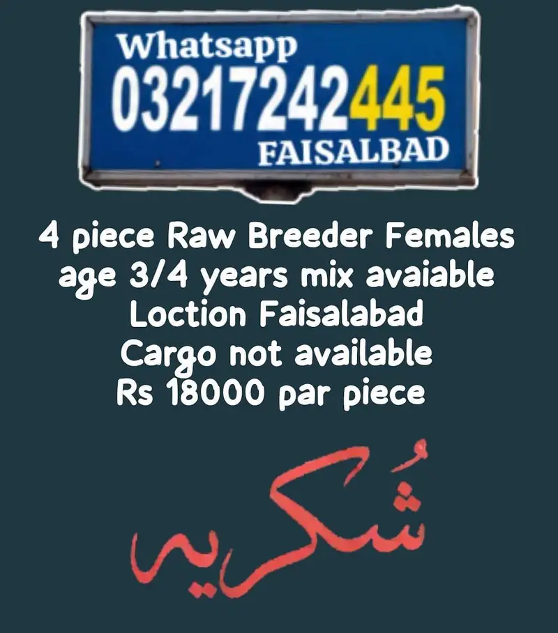Raw breeder Female — photo 4