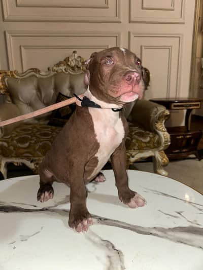 American pitbull terrier