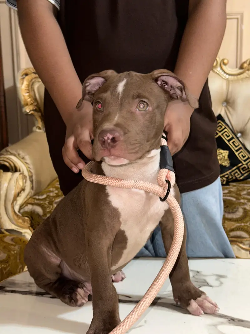 American pitbull terrier — photo 2