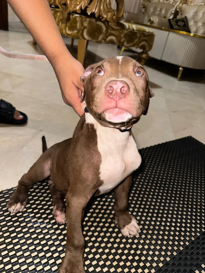 American pitbull terrier — photo 3