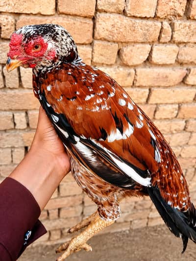 aseel bird showq ke liyi