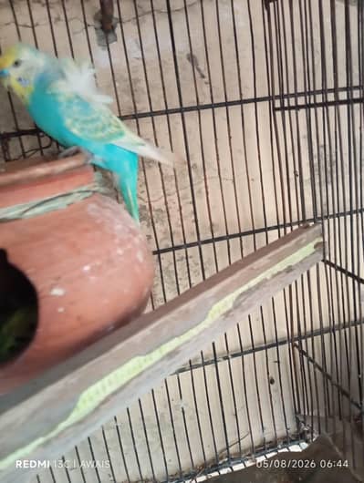 Cage for parrot and hogoromo