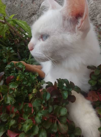 Pure Persian female cat double coat