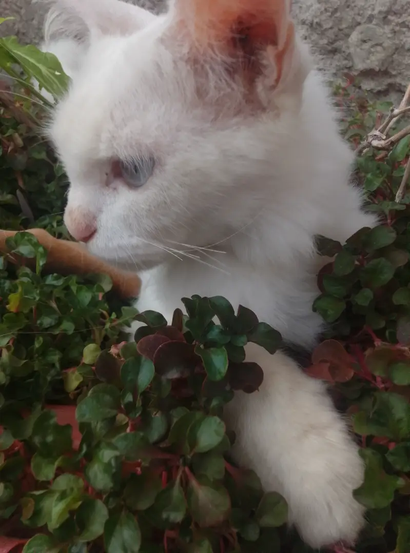 Pure Persian female cat double coat — photo 2