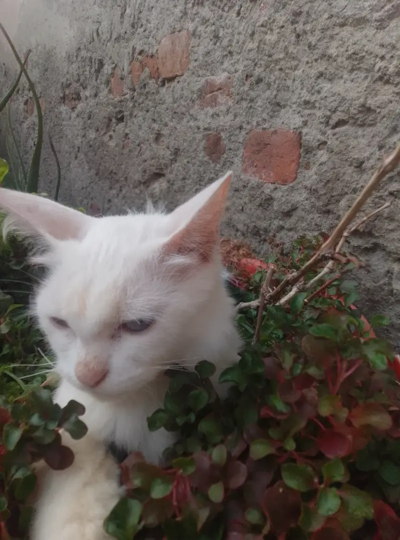Pure Persian female cat double coat — photo 3