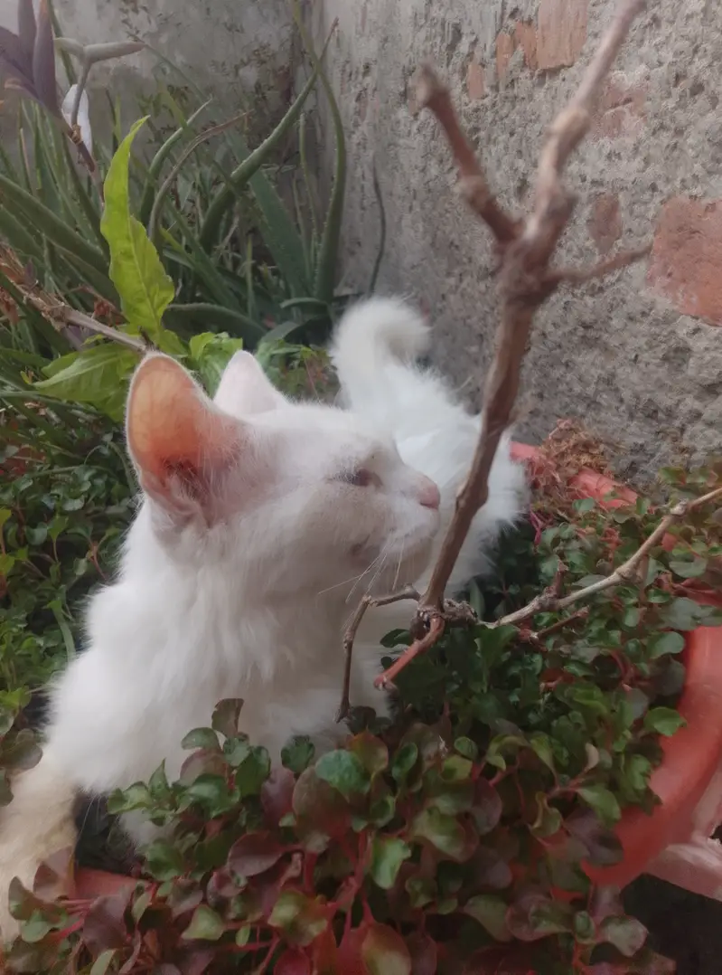 Pure Persian female cat double coat — photo 5