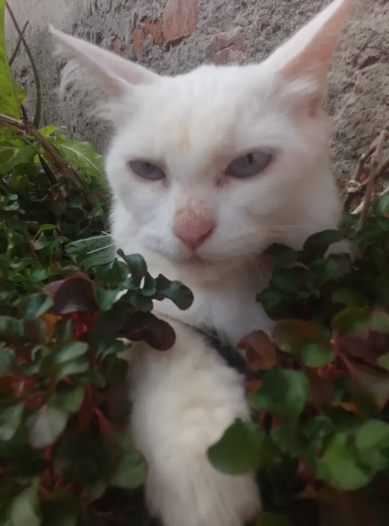 Pure Persian female cat double coat — photo 6