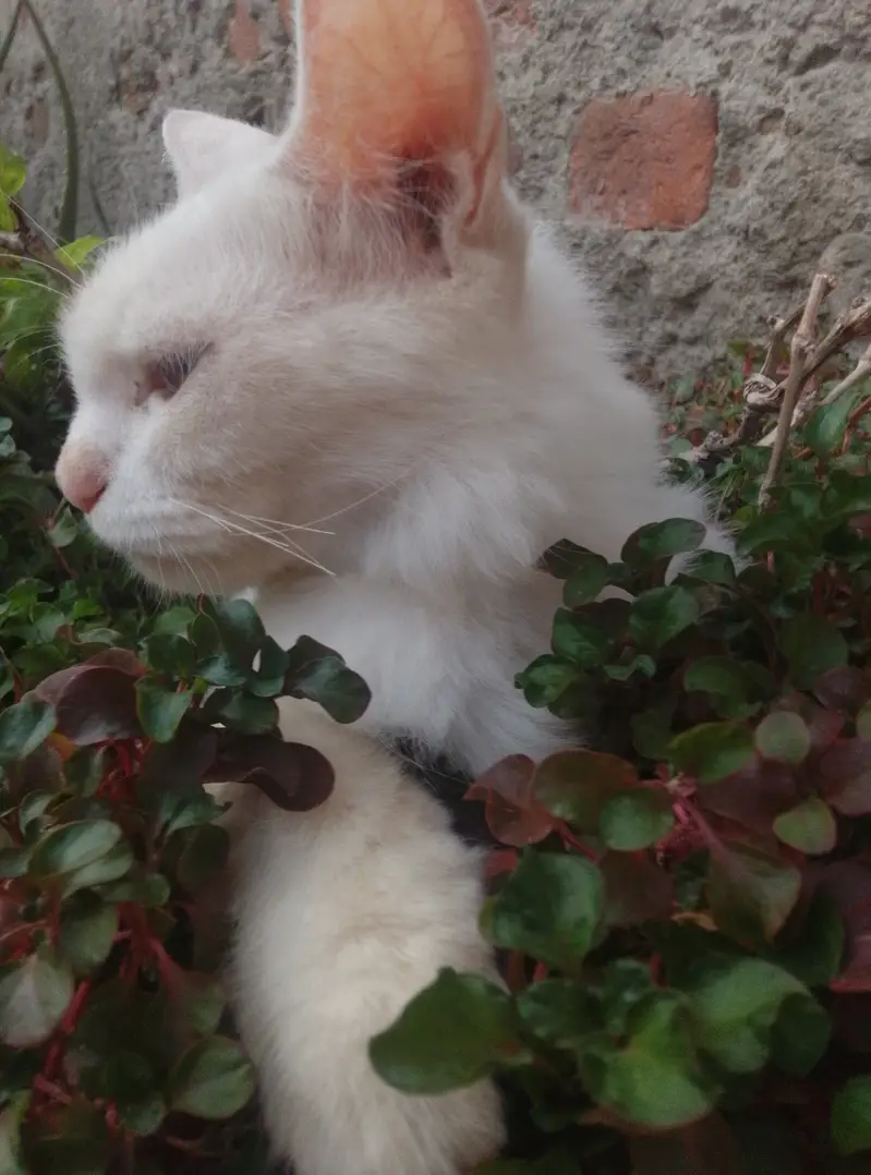 Pure Persian female cat double coat — photo 7