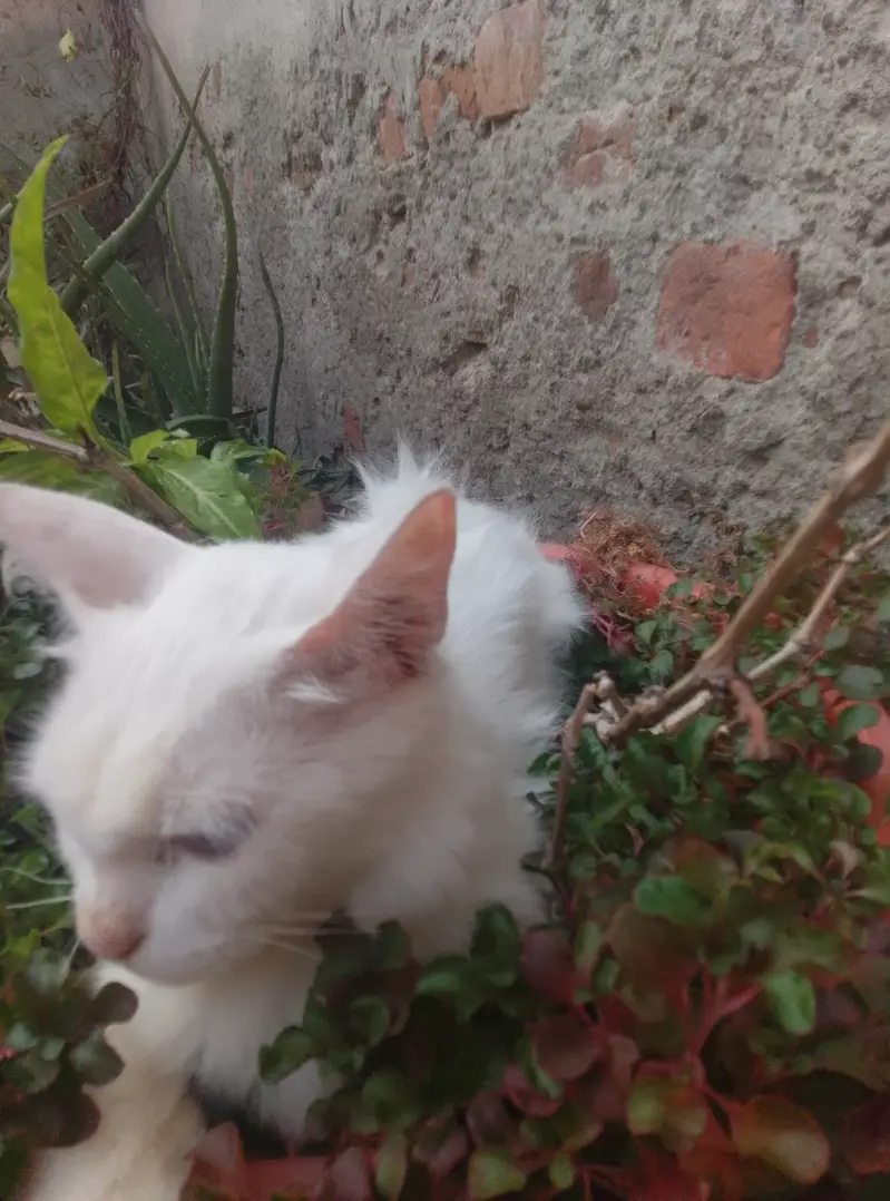 Pure Persian female cat double coat — photo 8