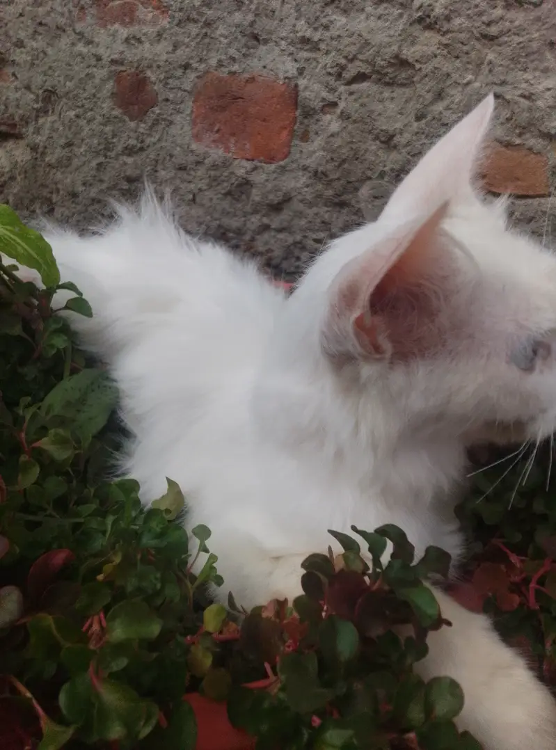 Pure Persian female cat double coat — photo 10