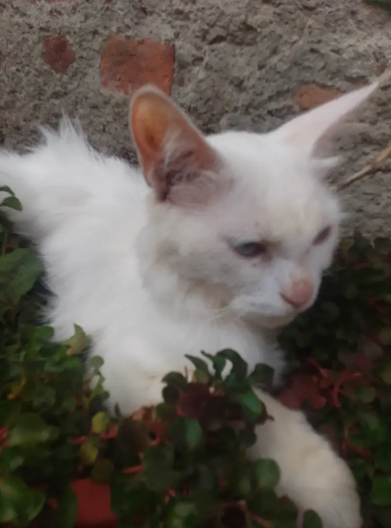 Pure Persian female cat double coat — photo 11