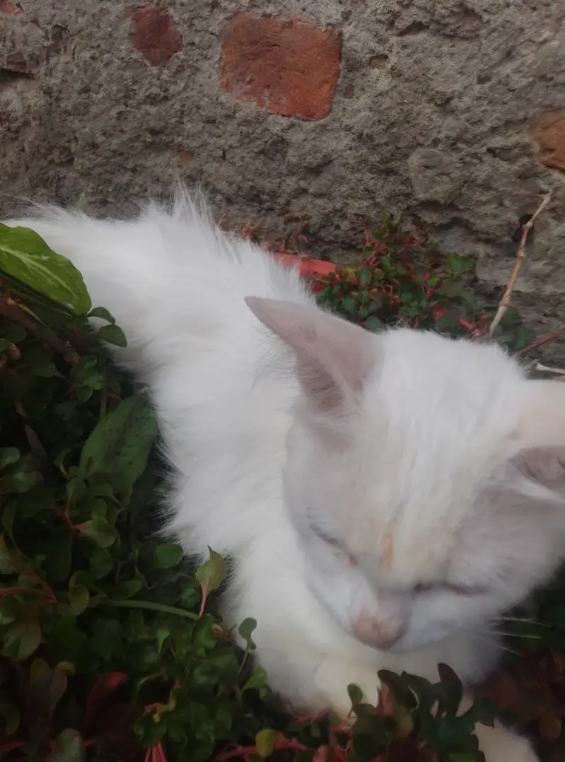 Pure Persian female cat double coat — photo 12