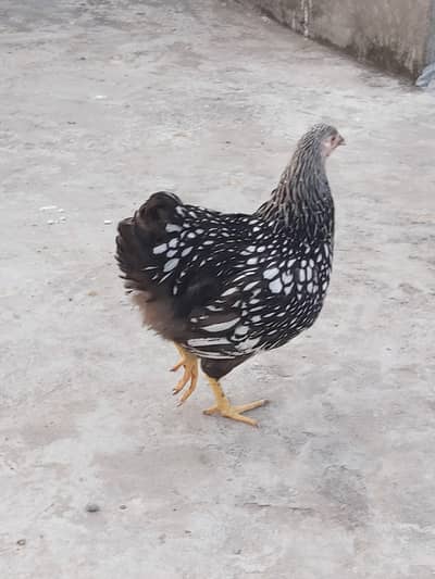 silver laced wyandotte