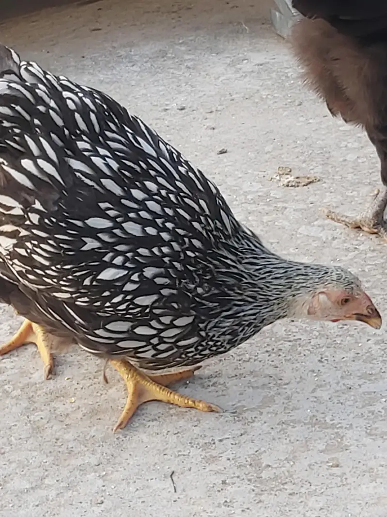 silver laced wyandotte — photo 2
