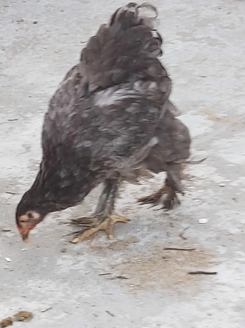 silver laced wyandotte — photo 3