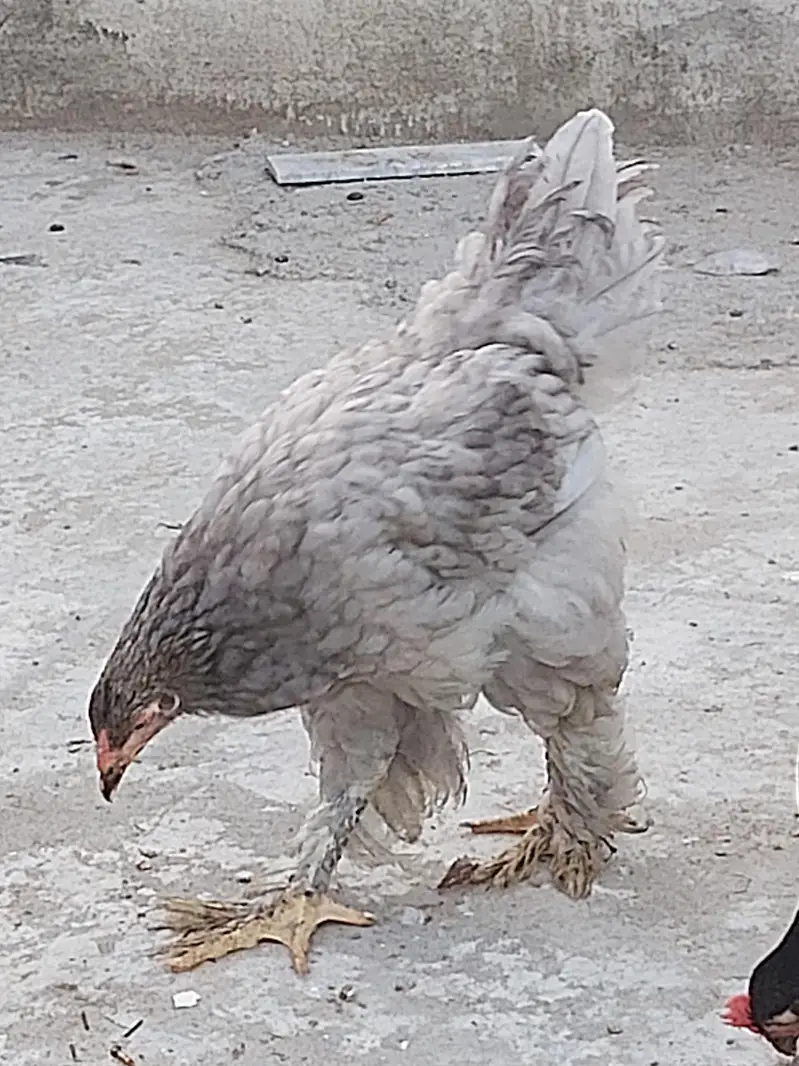 silver laced wyandotte — photo 4