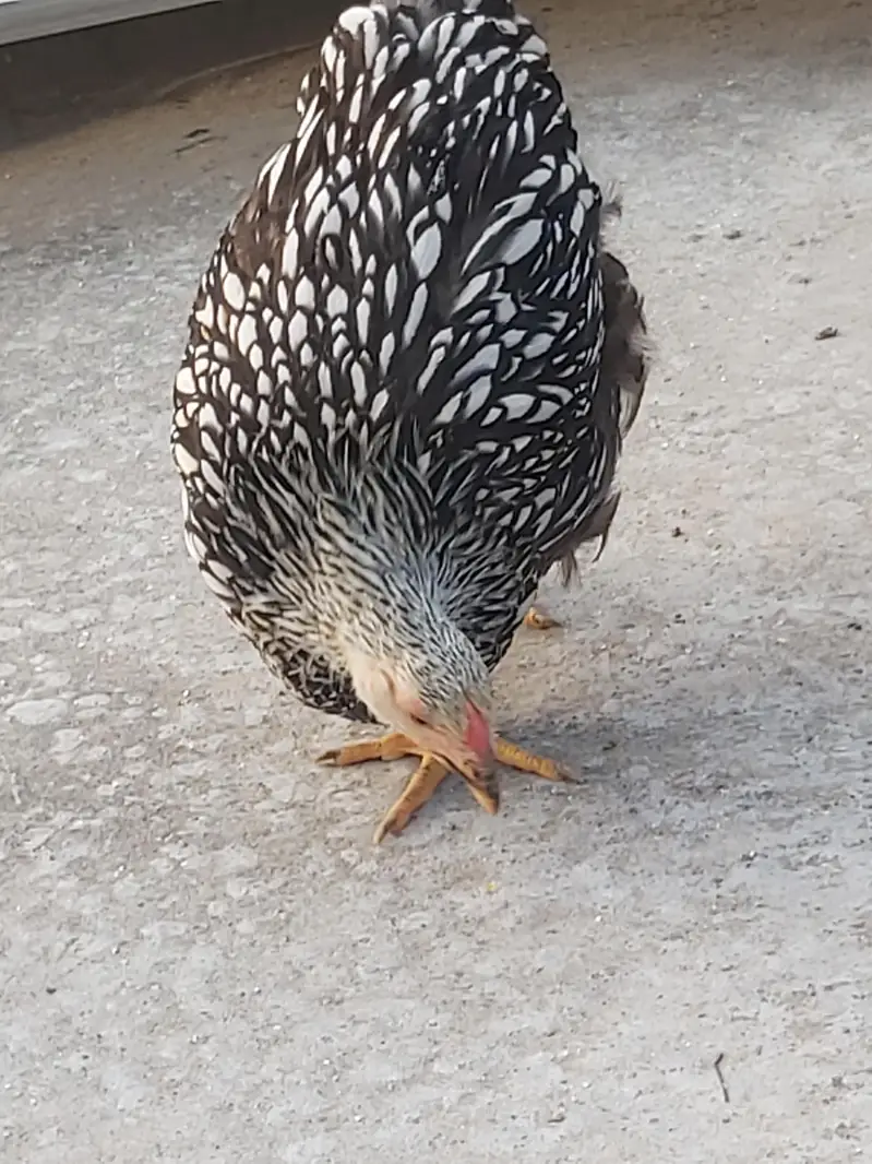 silver laced wyandotte — photo 5