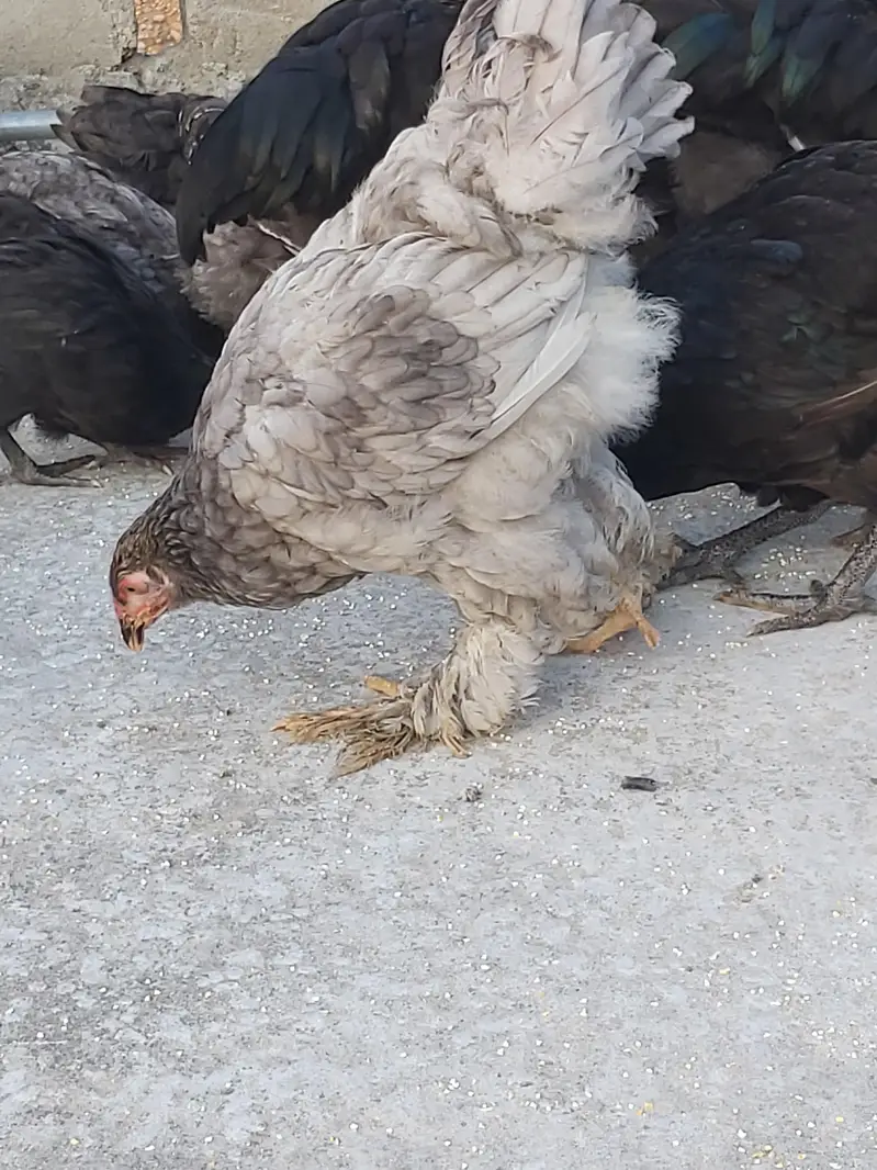 silver laced wyandotte — photo 6