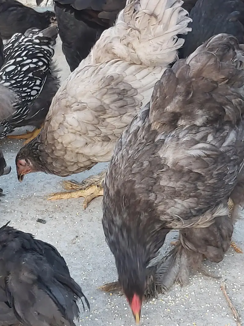 silver laced wyandotte — photo 7