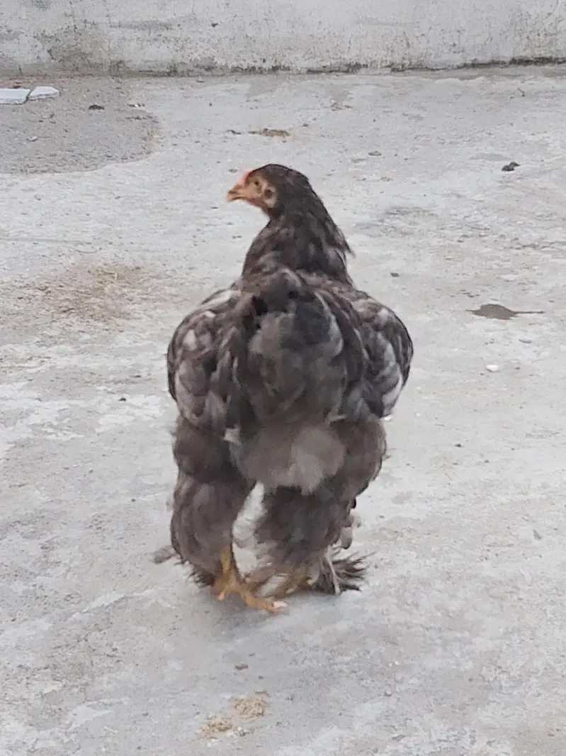 silver laced wyandotte — photo 8