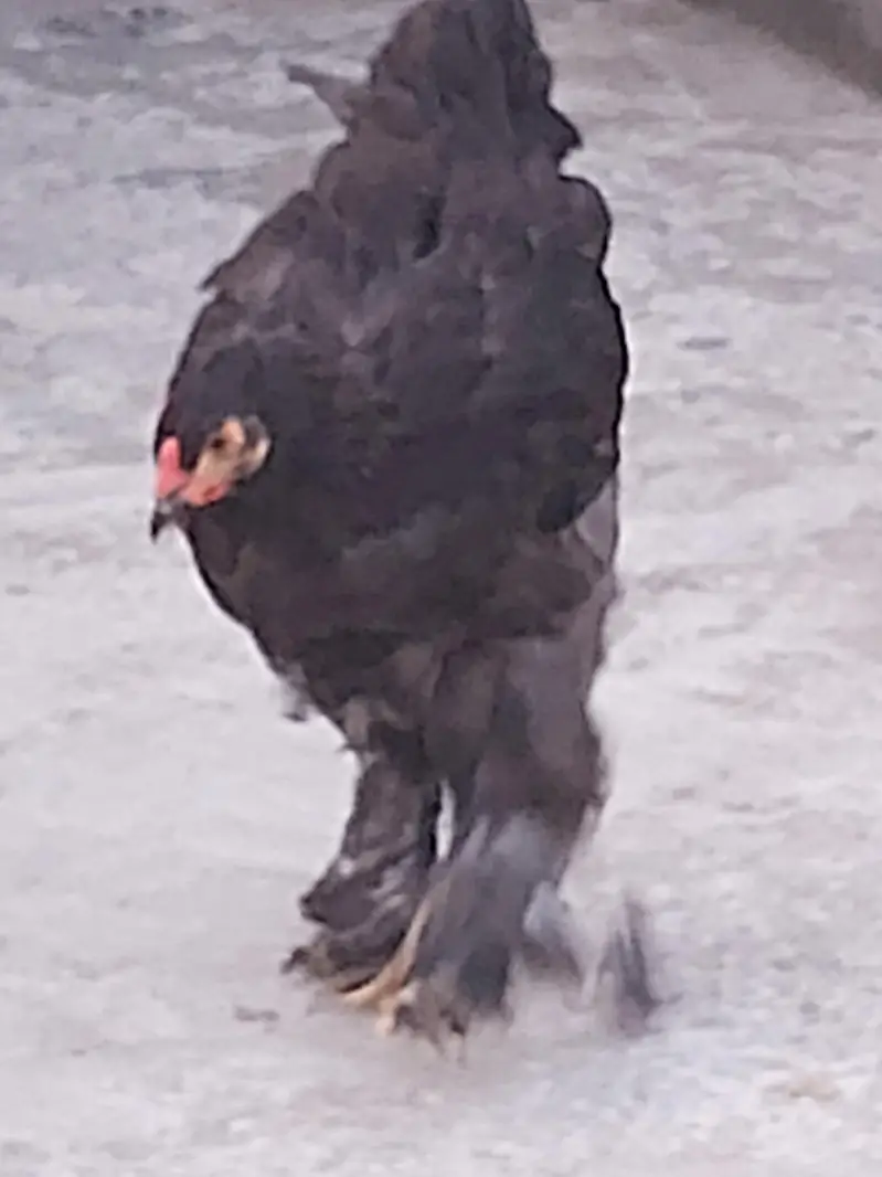 silver laced wyandotte — photo 9