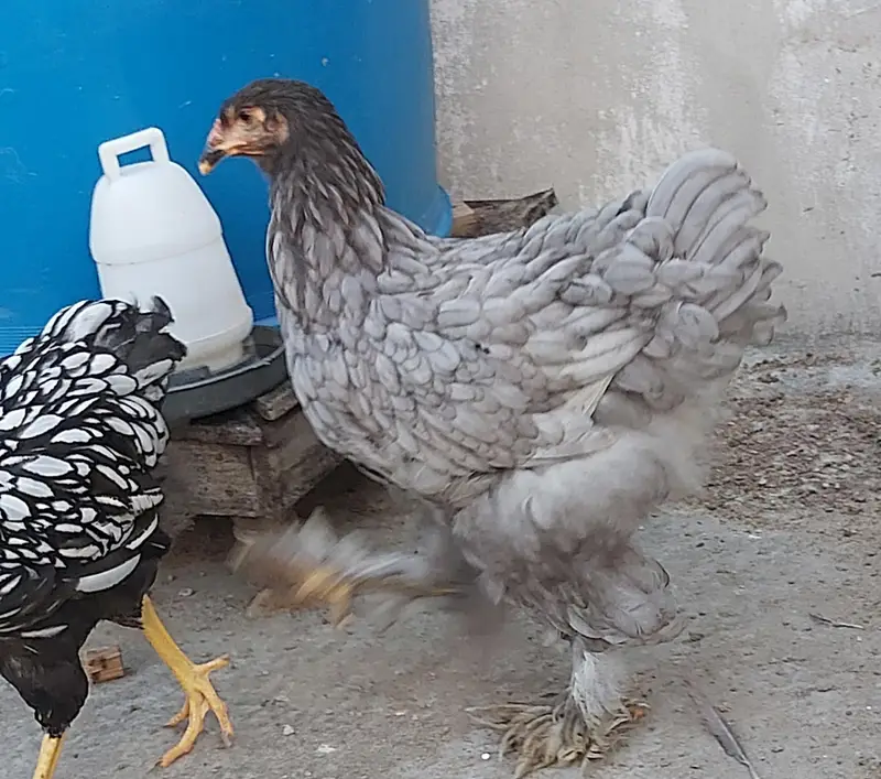silver laced wyandotte — photo 10