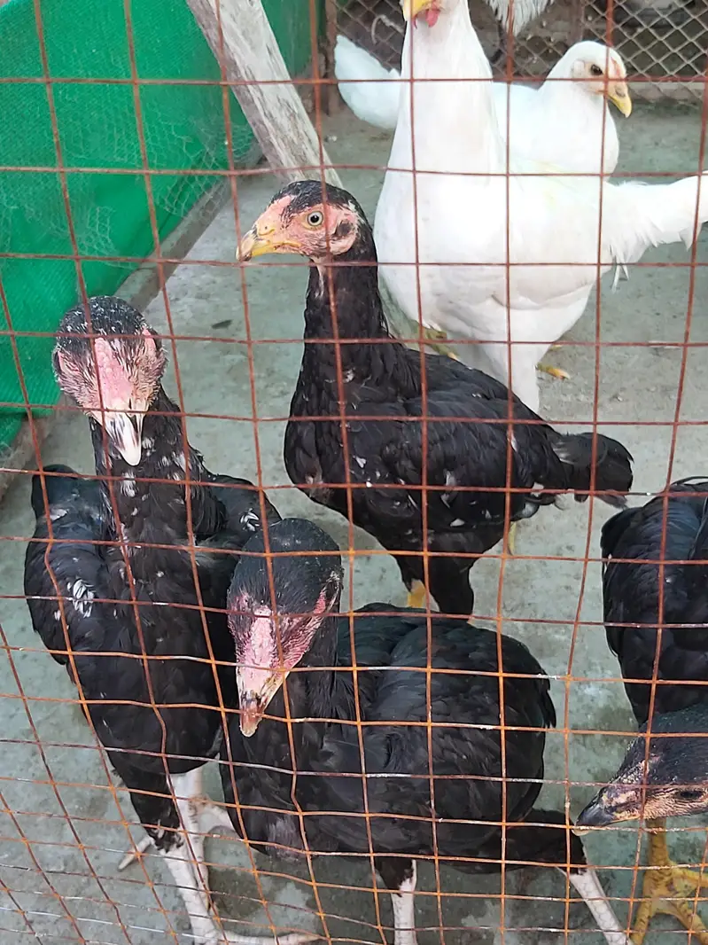 silver laced wyandotte — photo 12