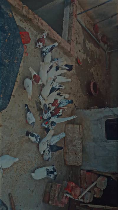 Many kind of pigeons available/ Single pieces and breeder pairs