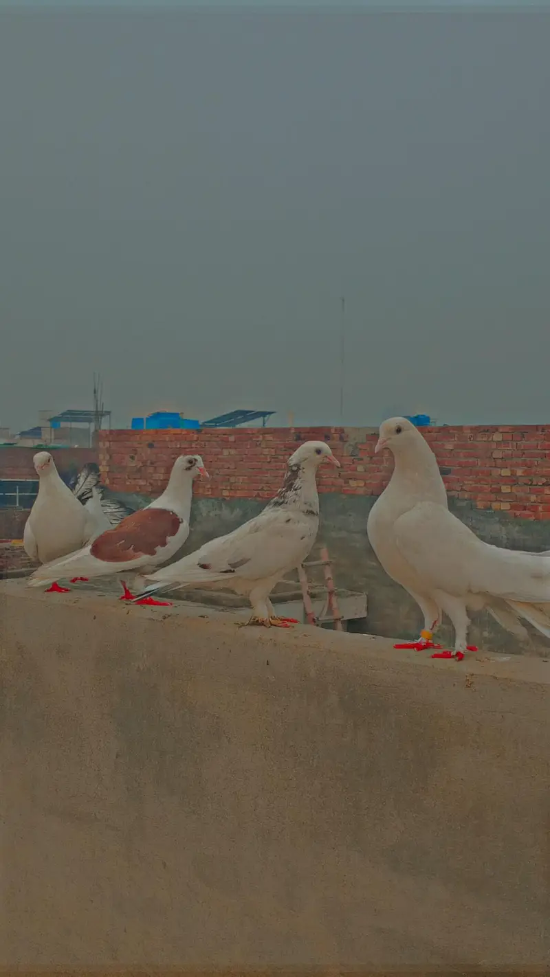 Many kind of pigeons available/ Single pieces and breeder pairs — photo 2