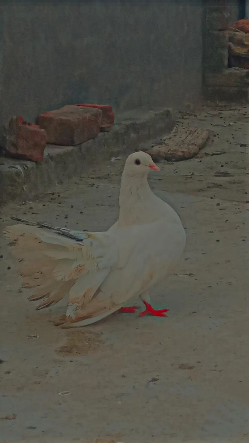 Many kind of pigeons available/ Single pieces and breeder pairs — photo 5